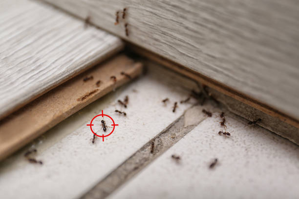 Best Wasp Removal Services  in Mentor, OH